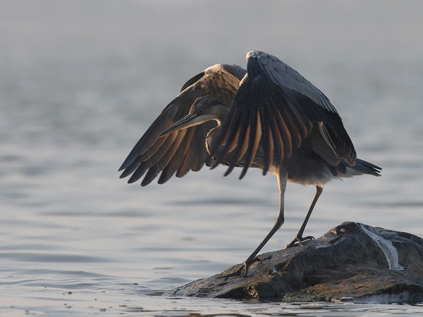 Harmaahaikara, Grey Heron, Ardea cinerea